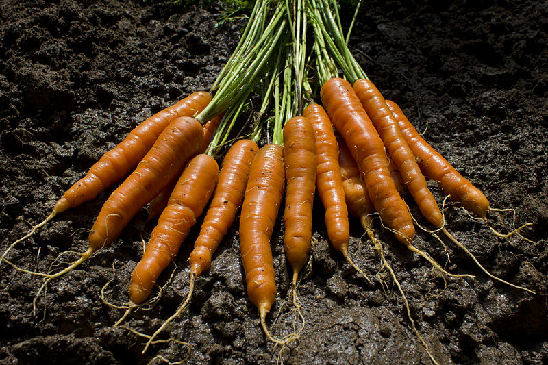 800px-The_garden_delivers_carrots